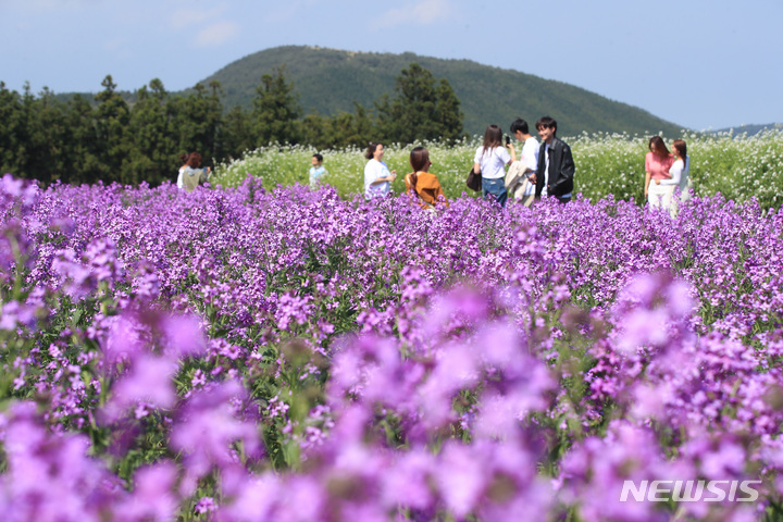 [제주=뉴시스] 우장호 기자 = 맑은 날씨를 보인 3일 오후 제주 서귀포시 표선면 보롬왓 농장을 찾은 관광객들이 보라 유채꽃을 배경으로 사진을 찍으며 즐거운 시간을 보내고 있다. 2022.05.03. woo1223@newsis.com