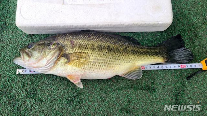 [성남=뉴시스]큰입 배스 성어