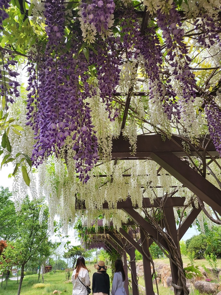 전남 구례군 백두대간 등나무길. 구례군 제공 *재판매 및 DB 금지