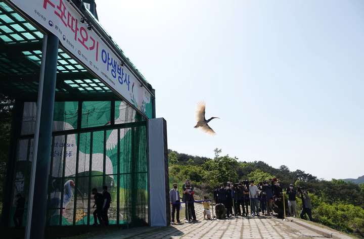 [창녕=뉴시스] 안지율 기자 = 환경부와 문화재청, 경남도, 창녕군은 4일 오후 경남 창녕군 우포따오기복원센터에서 증식 복원에 성공한 천연기념물 제198호 따오기를 다섯 번째로 방사했다. 이번에 방사된 따오기는 모두 40마리로 암컷 22마리와 수컷 18마리를 방사했다. 방사된 따오기가 창공을 향해 날아오르고 있다. (사진=창녕군청 제공) 2022.05.04. photo@newsis.com  *재판매 및 DB 금지