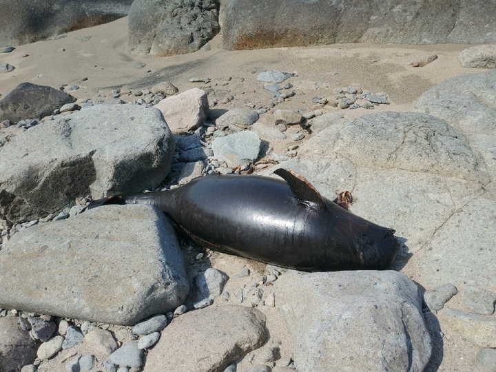 [여수=뉴시스] 이영주 기자 = 8일 오전 여수 개도 한 마을 해안가에서 상괭이 사체가 발견돼 여수해경이 조사에 나섰다. (사진 = 해양환경인명구조단 여수구조대 제공) 2022.05.08. photo@newsis.com *재판매 및 DB 금지