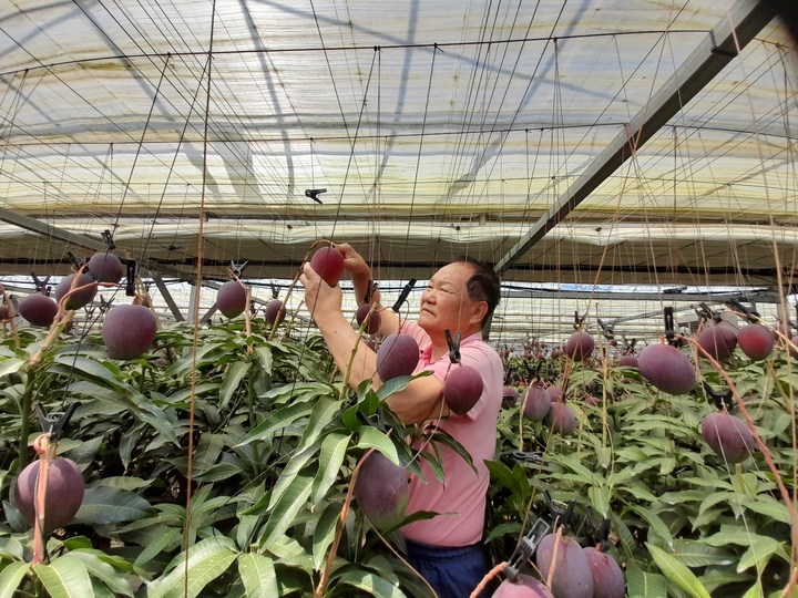 [진주=뉴시스] 애플망고 수확. *재판매 및 DB 금지