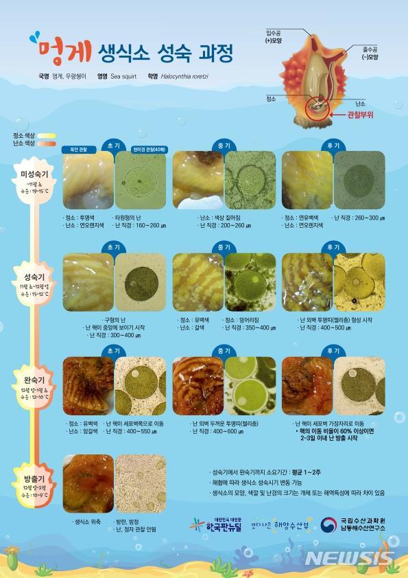 [서울=뉴시스] 멍게 생식소 성숙 과정 설명서.