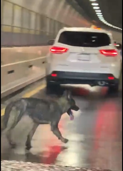 [서울=뉴시스] 7일(현지시간) 브루클린 배터리 터널에서 실종됐던 강아지 베일리가 포착됐다. (사진=아담 이세리스 트위터 캡처) 2022.05.09. *DB 및 재판매 금지. *재판매 및 DB 금지