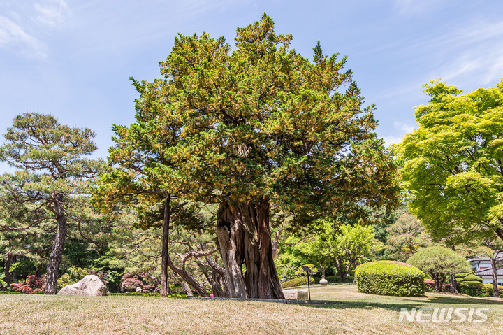[서울=뉴시스] 인수위사진기자단 = 제20대 윤석열 대통령의 취임일인 10일 서울 종로구 청와대가 국민에게 개방, 경내 문화유산인 청와대 수궁터의 744년 된 주목 이 공개되고 있다. 2022.05.10. photo@newsis.com