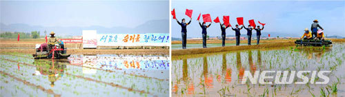 [서울=뉴시스]11일 북한 조선노동당 기관지 노동신문은 강서구역, 평원 원화협동농장 등에서의 모내기 상황을 보도했다. (사진=노동신문 홈페이지 갈무리) 2022.05.11