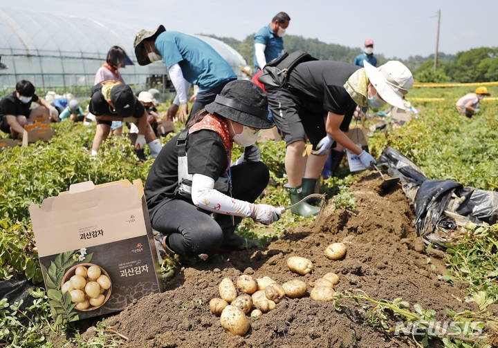 [괴산=뉴시스] 감물감자축제. (사진=괴산군 제공) photo@newsis.com *재판매 및 DB 금지