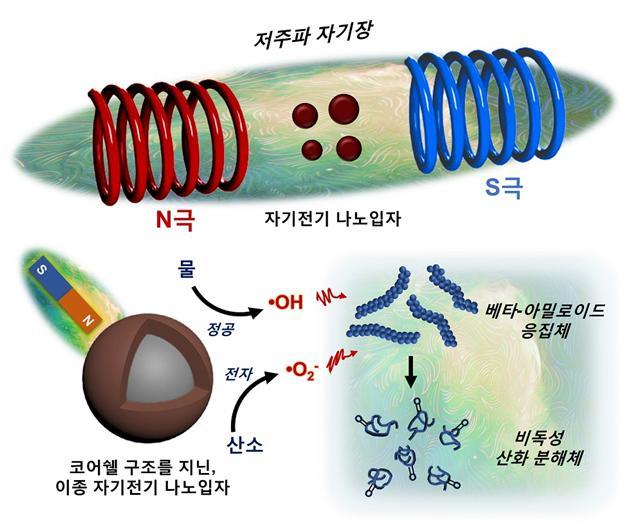 [대전=뉴시스] 저주파 자기장에 반응해 들뜬 상태의 전하운반체를 형성, 베타-아밀로이드 응집체를 분해하는 자기전기 나노입자 모식도. *재판매 및 DB 금지