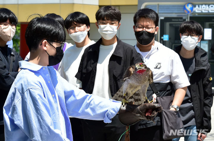 [대구=뉴시스] 이무열 기자 = 16일 오전 대구 북구 경북대학교에서 열린 ‘2022 봄 경북대 문화주간 행사’를 찾은 학생들이 천연기념물 참매를 손에 얹고 매사냥 체험을 하고 있다. 2022.05.16. lmy@newsis.com