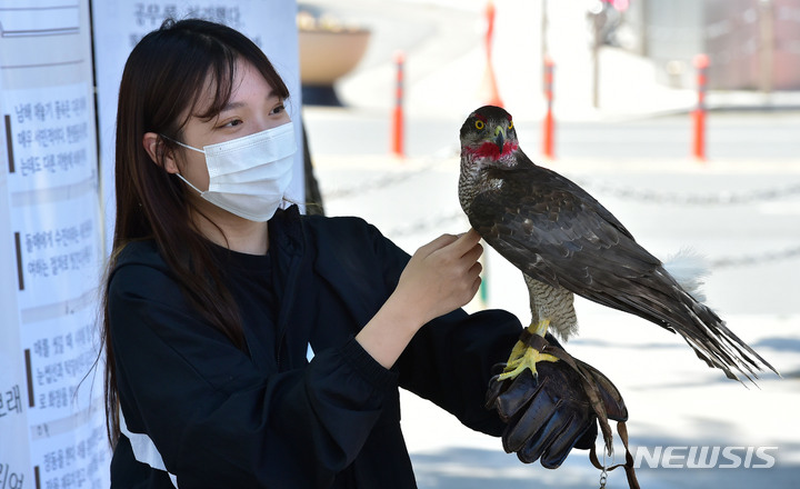 [대구=뉴시스] 이무열 기자 = 16일 오전 대구 북구 경북대학교에서 열린 ‘2022 봄 경북대 문화주간 행사’를 찾은 한 학생이 천연기념물 참매를 손에 얹고 매사냥 체험을 하고 있다. 2022.05.16. lmy@newsis.com