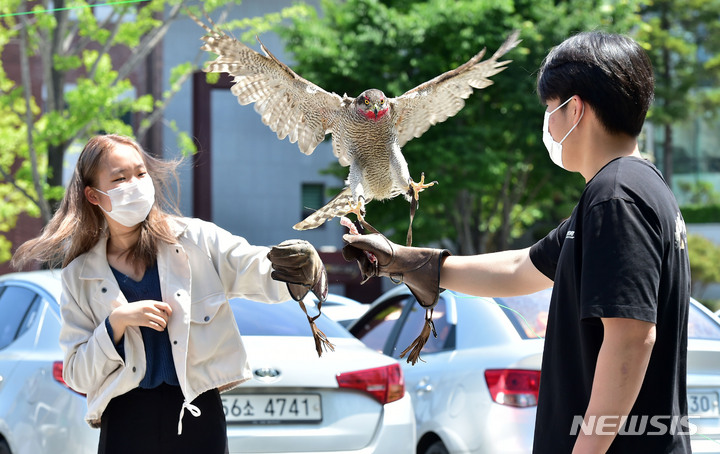 [대구=뉴시스] 이무열 기자 = 16일 오전 대구 북구 경북대학교에서 열린 ‘2022 봄 경북대 문화주간 행사’를 찾은 학생들이 천연기념물 참매를 손에 얹고 매사냥 체험을 하고 있다. 2022.05.16. lmy@newsis.com