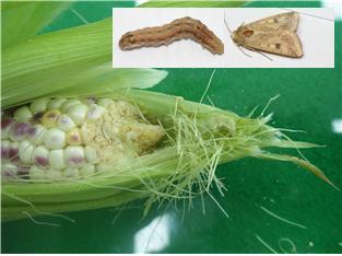 [세종=뉴시스] 왕담배나방 유충에 의한 옥수수 이삭 피해. (사진=농촌진흥청 제공) *재판매 및 DB 금지