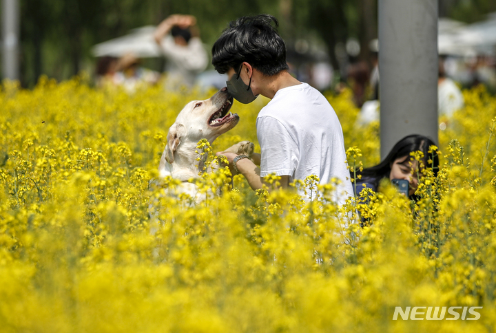[서울=뉴시스] 정병혁 기자 = 맑은 날씨를 보인 17일 오후 서울 서초구 반포한강공원 내 서래섬 유채꽃밭을 찾은 시민들이 반려견과 사진을 찍고 있다. 2022.05.17. jhope@newsis.com