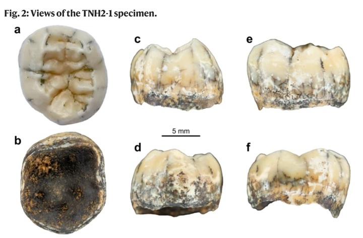 [서울=뉴시스] 네이처 커뮤니케이션에 올라온 라오스 코브라 동굴에서 발견된 데니소바인의 것으로 추정되는 이빨 화석 (사진=네이처 커뮤니케이션 캡처) 2022.05.18 *재판매 및 DB 금지