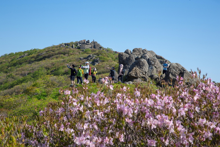 영주 소백산 국망봉 정상에서 등산객들이 개화를 시작한 철쭉을 카메라에 담고 있다. (사진=영주시 제공) *재판매 및 DB 금지