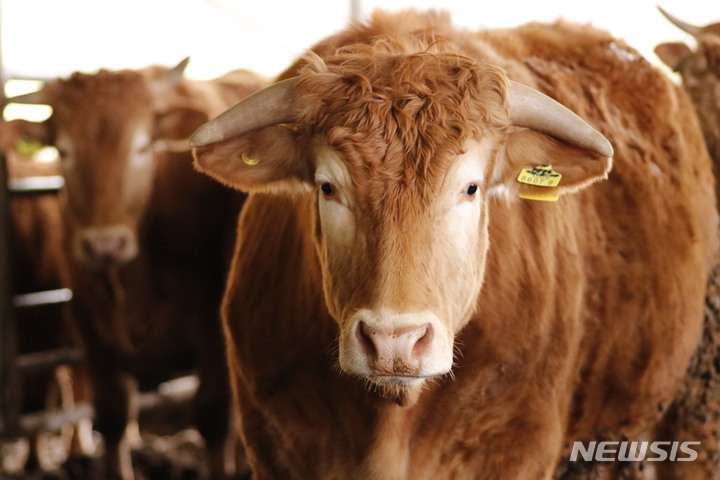 [전주=뉴시스]윤난슬 기자 = 저탄소 소고기 모습.(사진=전북대 제공) 