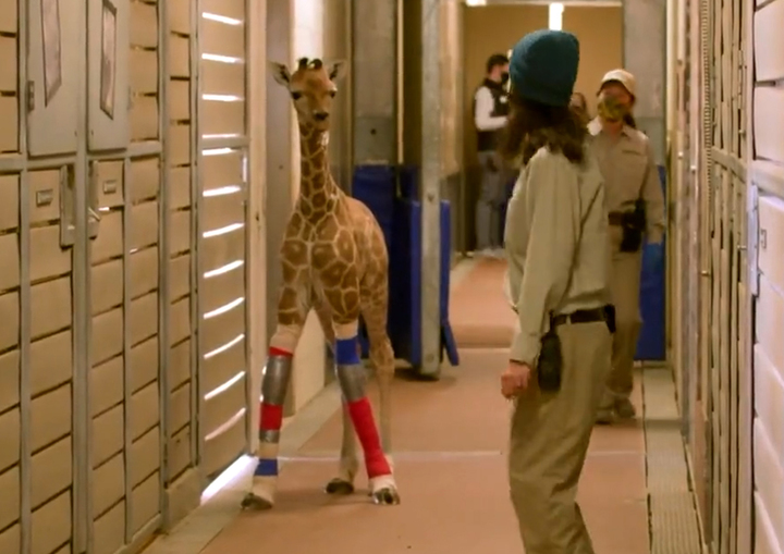 출처: San Diego Zoo Wildlife Alliance *재판매 및 DB 금지