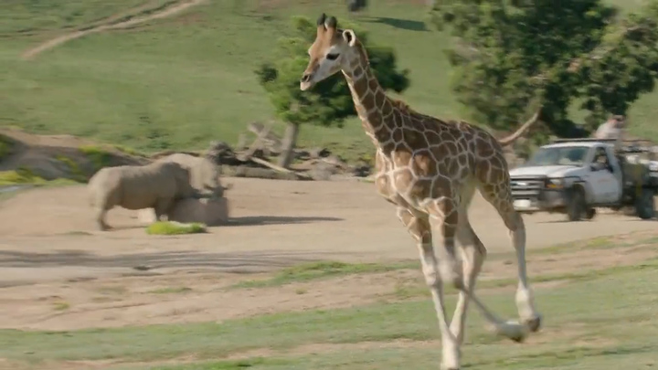 출처: San Diego Zoo Wildlife Alliance *재판매 및 DB 금지