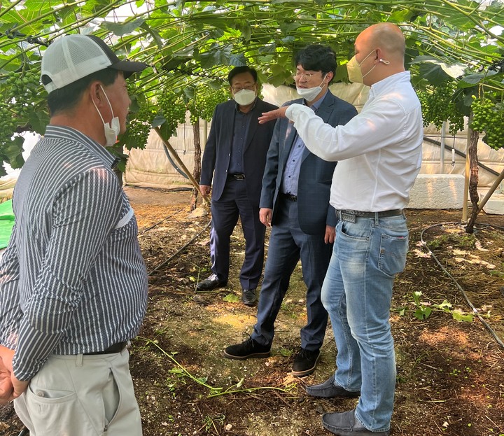[안동=뉴시스] 홍콩 유통업체 탑윌의 캐닛 리 대표가 24일 상주의 샤인머스캣 농장을 둘러보고 있다. (사진=경북도 제공) 2022.05.25 *재판매 및 DB 금지