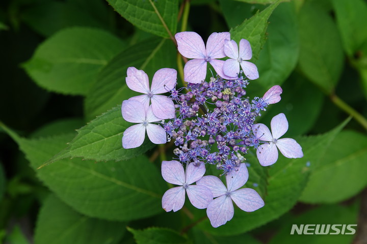 [서울=뉴시스]가까운 서울 공원에서 볼 수 있는 여름 야생화 산수국. 2022.05.26. (사진 = 서울시 제공) photo@newsis.com