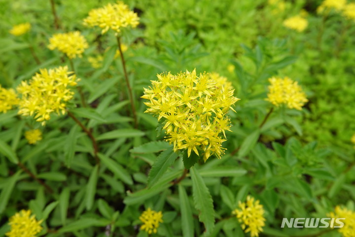 [서울=뉴시스]가까운 서울 공원에서 볼 수 있는 여름 야생화 기린초. 2022.05.26. (사진 = 서울시 제공) photo@newsis.com