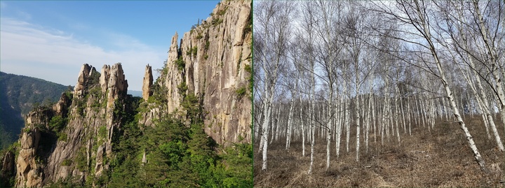 [대전=뉴시스] 국유림 명품숲인 동해 무릉계곡 숲(왼쪽)과 신원리 산림경영 숲의 자작나무. *재판매 및 DB 금지