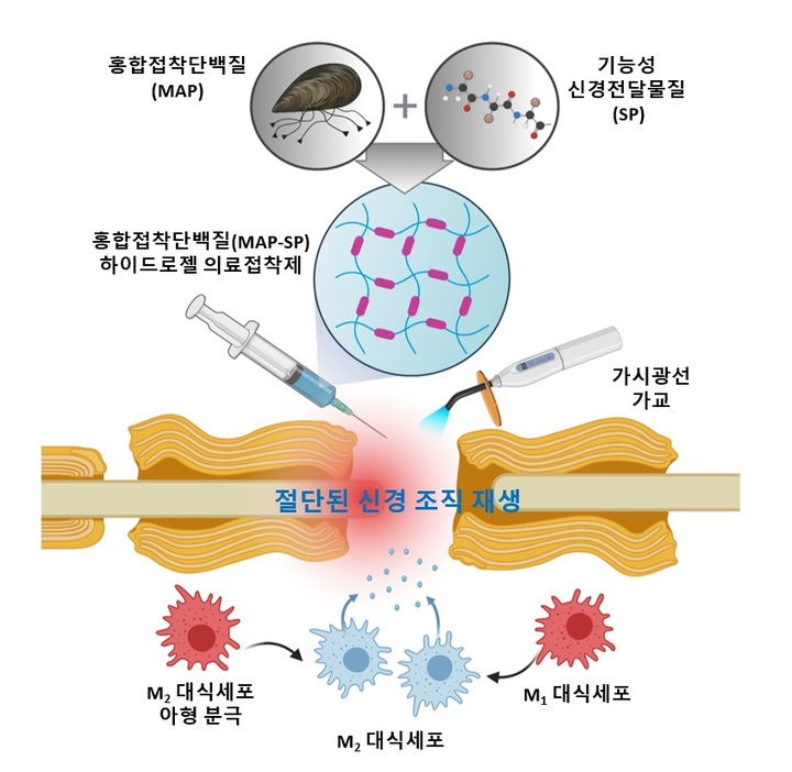 [포항=뉴시스] 강진구 기자 = 포스텍(총장 김무환)은 화학공학과 차형준 교수·정호균 박사 연구팀이 이화여대 화공신소재공학과 주계일 교수, 가톨릭의대 서울성모병원 성형외과 전영준·이종원 교수·재활의학과 이종인 교수 연구팀과의 공동연구를 통해 홍합접착단백질 기반의 혁신적인 의료용 하이드로젤 접착제를 개발했다고 26일 밝혔다.사진은 연구 관련 그림.(사진=포스텍 제공) 2022.05.26.photo@newsis.com *재판매 및 DB 금지
