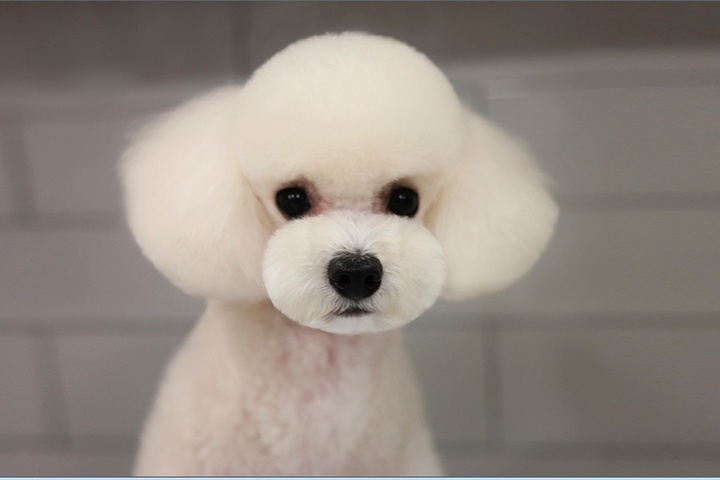 토이 푸들 (사진=최덕황 원장 제공) *재판매 및 DB 금지