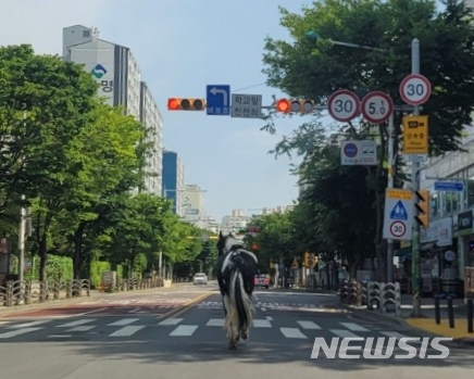 [인천=뉴시스] 이루비 기자 = 1일 인천 서구 연희동 아시아드주경기장 인근 도로에서 말 1마리가 홀로 달리는 소동이 발생했다. (사진=서부경찰서 제공)