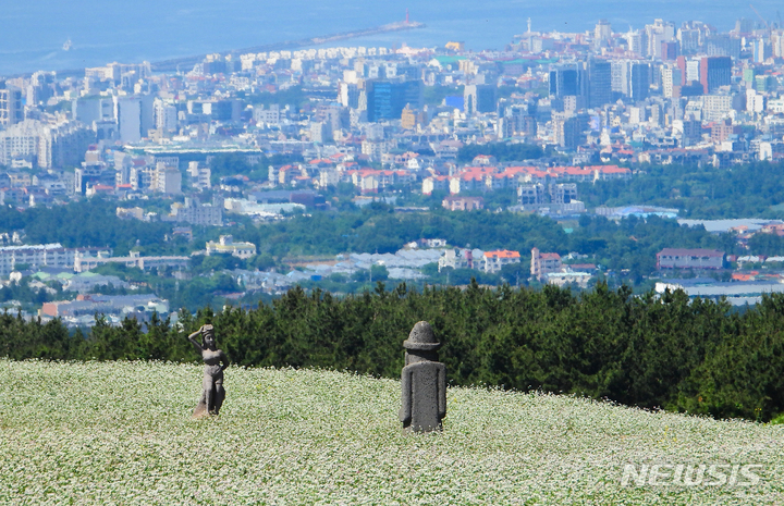 [제주=뉴시스] 우장호 기자 = 메밀꽃이 활짝핀 오라동 중산간 평원 뒤로 제주시 모습이 보인다. 2022.06.01. woo1223@newsis.com