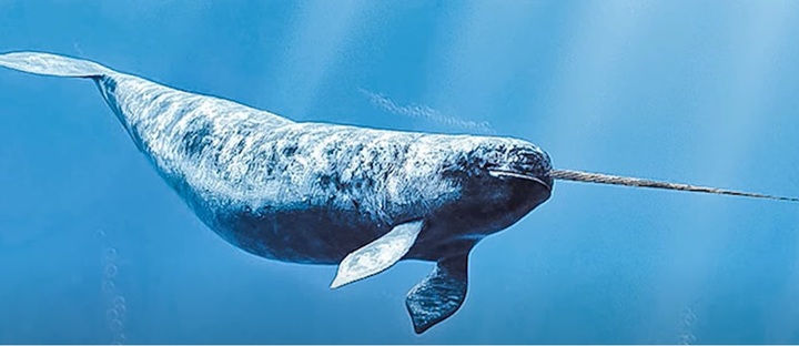 [서울=뉴시스] 긴 이빨을 가진 일각돌고래. 캐나다와 그린란드 주변에 서식하는 멸종위기종이다. (사진=수생한생선라이프사이언스 유튜브 영상 캡쳐) 2022.06.03.&nbsp; *재판매 및 DB 금지