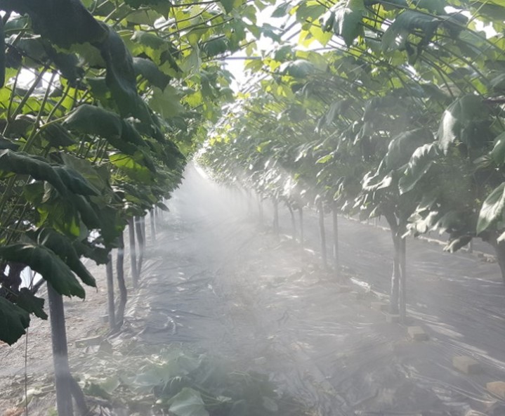 미세살수 포도밭. (사진=경기도농업기술원 제공) *재판매 및 DB 금지