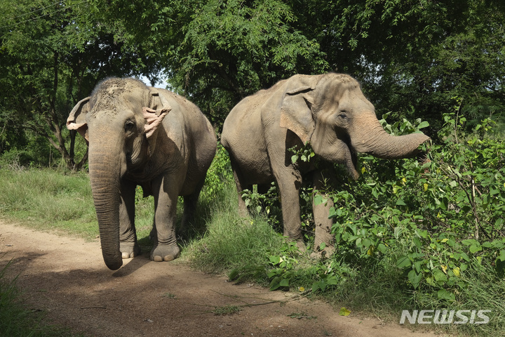 [태국=AP/뉴시스] 태국 정부가 야생 코끼리 개체 수 급증에 대응하기 위해 사상 처음으로 암컷 코끼리에게 피임 백신을 접종했다.2026.01.28. 