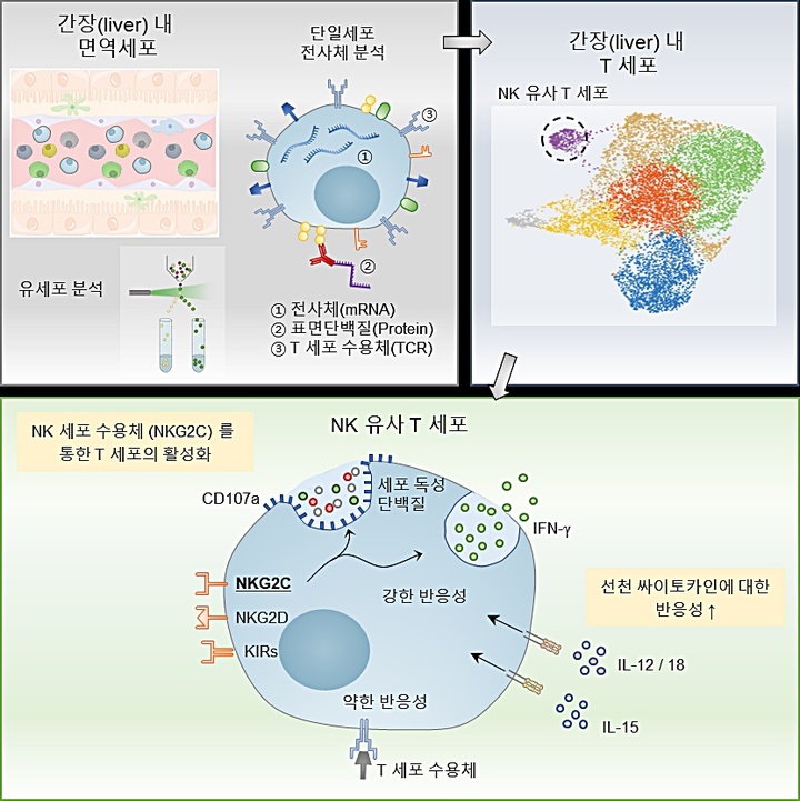 [대전=뉴시스] KAIST가 연세대와 함께 단일세포 전사체 분석 기법을 활용해 선천면역과 적응면역의 특성을 모두 지니는 새로운 유형의 'NK 유사 T 세포'를 간에서 발견하고 작용 특성을 규명했다. 그림은 연구 모식도. *재판매 및 DB 금지