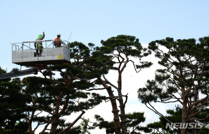 [전주=뉴시스] 김얼 기자 = 지난해 6월8일 전북 전주시 전북도청 광장에서 인부들이 가지치기를 하고 있다. 2022.06.08. pmkeul@newsis.com