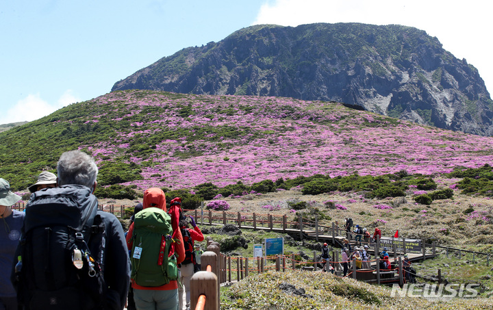 [제주=뉴시스] 우장호 기자 = 8일 제주 한라산 영실코스 주변에 털진달래가 활짝 펴 탐방객들의 시선을 사로 잡고 있다. 해발 1400m 이상 고지대에서 자라는 털진달래는 진달래과에 속하는 관목으로 우리나라에서는 한라산를 비롯해 설악산과 지리산의 높은 곳 관목림대에 주로 자란다. 2022.06.08. woo1223@newsis.com