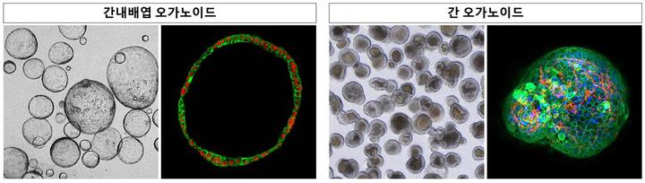 [대전=뉴시스] 간 내배엽 오가노이드와 간 오가노이드 현미경 사진. *재판매 및 DB 금지
