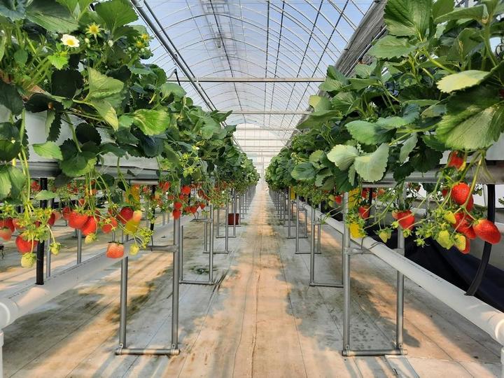 [진주=뉴시스] 딸기 시설하우스. *재판매 및 DB 금지