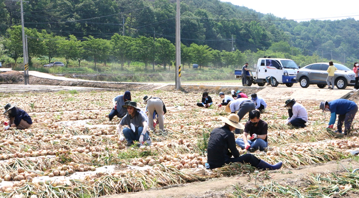 [나주=뉴시스] 이창우 기자= 민선 8기 윤병태 나주시장 당선인과 시장직 인수위원회 위원들은 지난 11일 나주시 문평면 송산리 양파 수확 현장을 찾아 농촌 일손 돕기로 구슬땀을 흘렸다. (사진=나주시 제공) 2022.06.12. photo@newsis.com *재판매 및 DB 금지