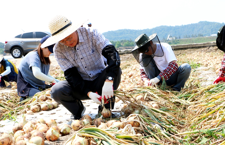 [나주=뉴시스] 이창우 기자= 민선 8기 윤병태 나주시장 당선인과 시장직 인수위원회 위원들은 지난 11일 나주시 문평면 송산리 양파 수확 현장을 찾아 농촌 일손 돕기로 구슬땀을 흘렸다. (사진=나주시 제공) 2022.06.12. photo@newsis.com *재판매 및 DB 금지