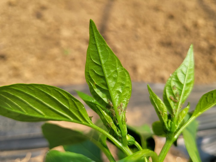 [안동=뉴시스] 고춧잎에 붙어 있는 진딧물. (사진=경북도 제공) 2022.06.13 *재판매 및 DB 금지