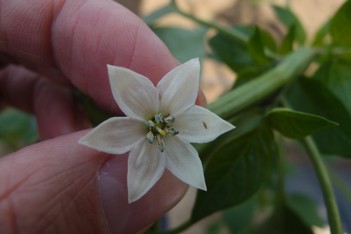 [안동=뉴시스] 고추 꽃에 붙어 있는 총채벌레. (사진=경북도 제공) 2022.06.13 *재판매 및 DB 금지