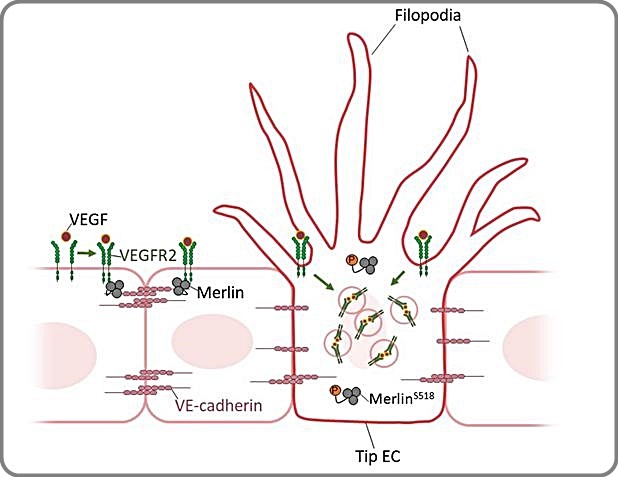 [대전=뉴시스] 혈관신생 과정에서 첨단세포 활성화를 조절하는 Merlin의 수문장(Gatekeeper) 역할을 보여주는 그림. *재판매 및 DB 금지