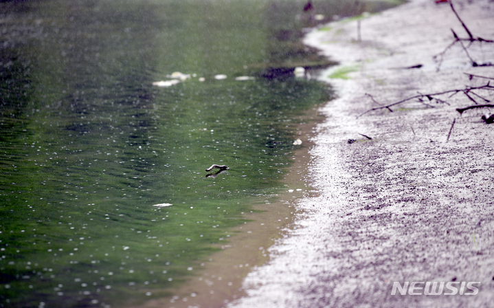 [광주=뉴시스] 류형근 기자 = 지난달 14일 오전 광주 동구 선교동 가뭄으로 말라있는 선교저수지에 비가 내리고 있다. 2022.06.14. hgryu77@newsis.com