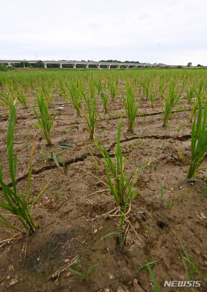[화성=뉴시스] 김종택기자 = 14일 오후 경기도 화성시 남양면 한 들녘에 최근 이어지고 있는 가뭄으로 논바닥이 갈라져 있다. 2022.06.14. jtk@newsis.com