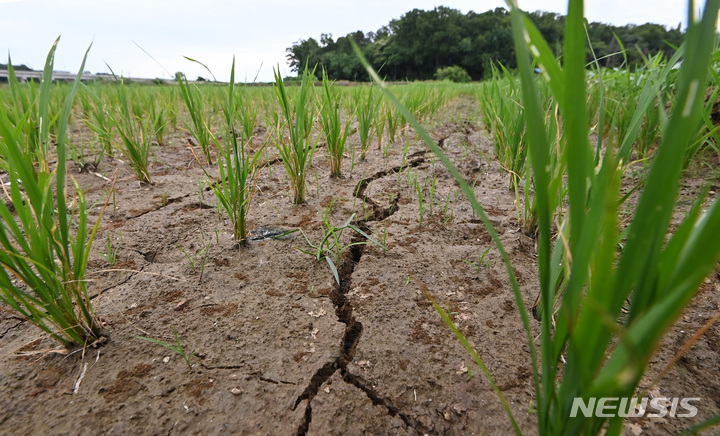 [화성=뉴시스] 김종택기자 = 14일 오후 경기도 화성시 남양면 한 들녘에 최근 이어지고 있는 가뭄으로 논바닥이 갈라져 있다. 2022.06.14. jtk@newsis.com