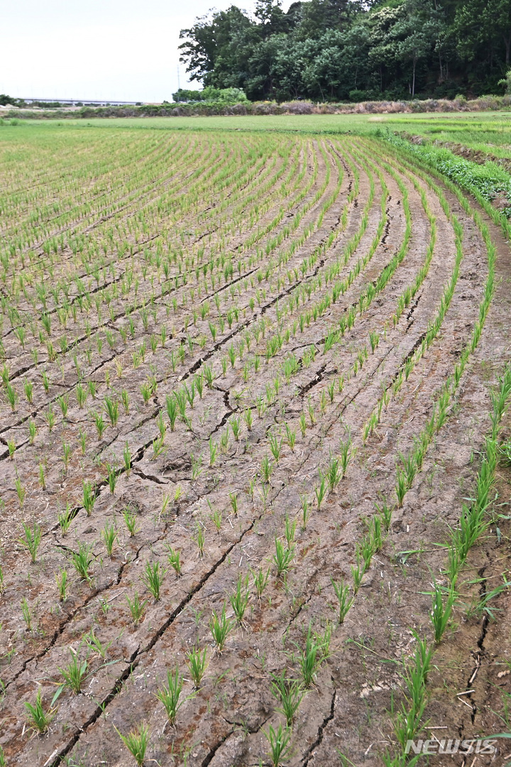 [화성=뉴시스] 김종택기자 = 14일 오후 경기도 화성시 남양면 한 들녘에 최근 이어지고 있는 가뭄으로 논바닥이 갈라져 있다. 2022.06.14. jtk@newsis.com
