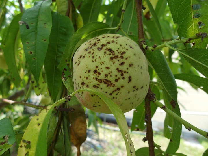 [안동=뉴시스] 세균구멍병에 걸린 과실과 잎. (사진=경북도 제공) 2022.06.15 *재판매 및 DB 금지
