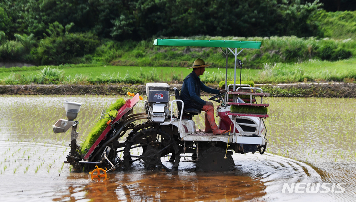 [광주=뉴시스] 이영주 기자 = 광주 광산구 삼도동 한 논에서 농민이 이앙기로 모심기를 하고 있다. 2022.06.16. leeyj2578@newsis.com