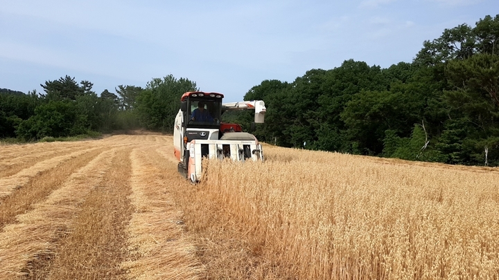 [세종=뉴시스] 함안군 종자전문단지 귀리 수확 모습. *재판매 및 DB 금지